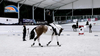 Salle d'équitation à vendre | Arène d’entraînement équestre couverte